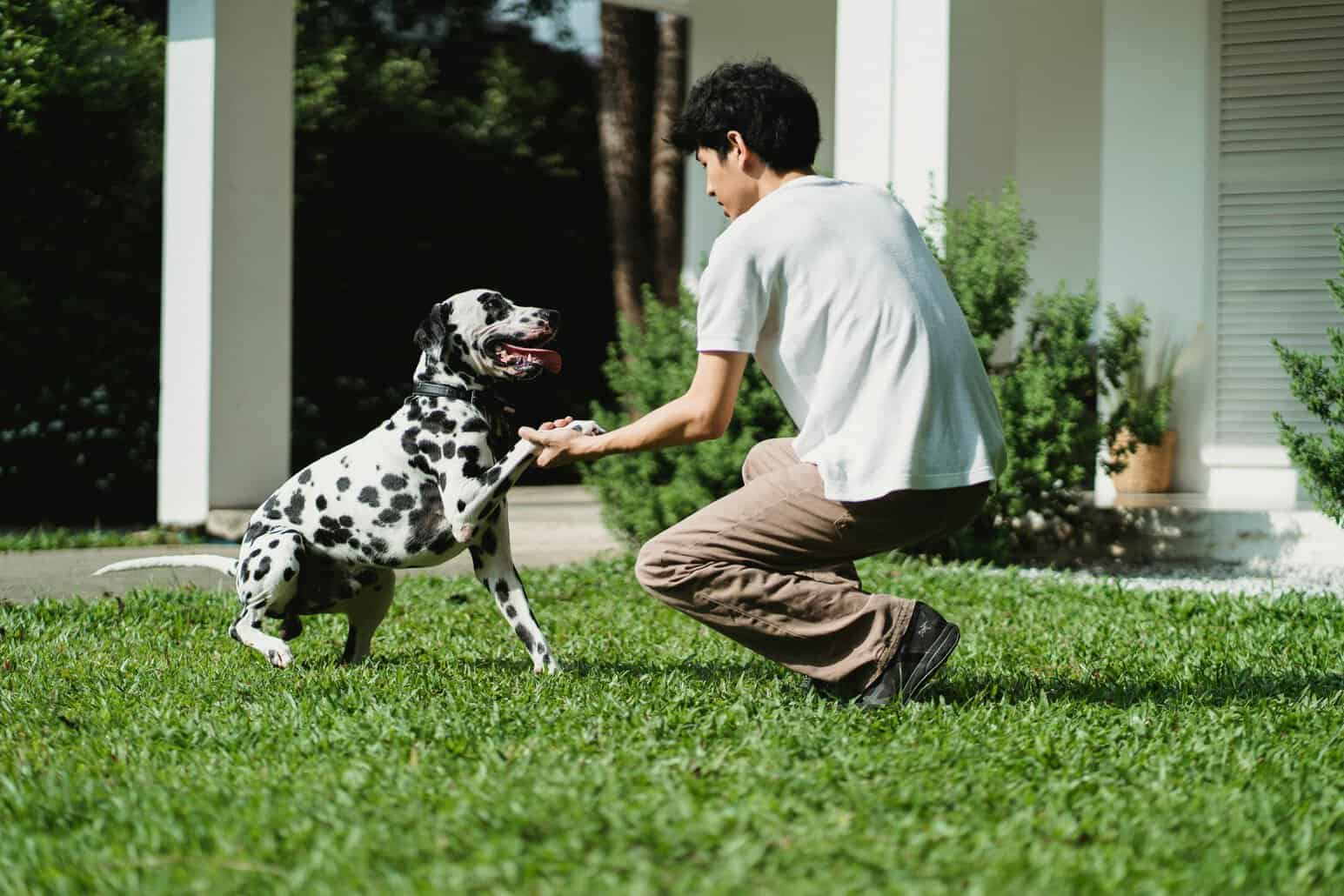 The image shows a dog and a human shaking hands.