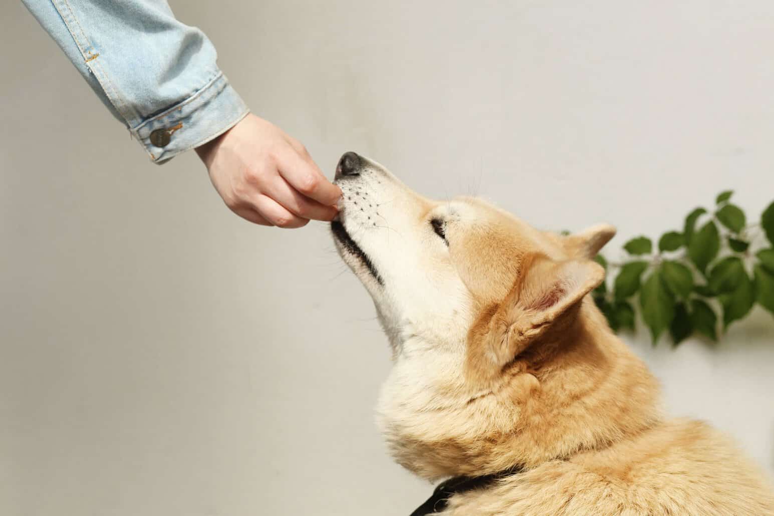 The image shows a dog being hand-fed
